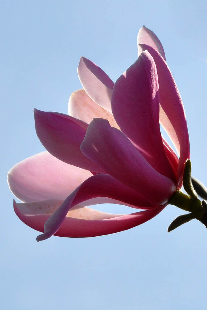 magnolia dawsoniana